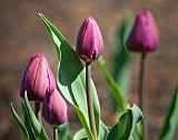 Four Young Tulips_53156